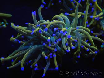 WYSIWYG RAH Euphyllia glabrescens (Zucht Recifathome) 16C1