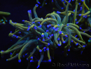 WYSIWYG RAH Euphyllia glabrescens (Recifathome Breeding) 16C1