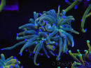 WYSIWYG RAH Euphyllia glabrescens (Cría Recifathome) 16C1