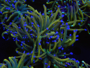 WYSIWYG RAH Euphyllia glabrescens (Elevage Recifathome) 16C1
