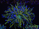 WYSIWYG RAH Euphyllia glabrescens (Zucht Recifathome) 16C1