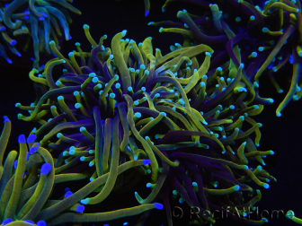 WYSIWYG RAH Euphyllia glabrescens (Recifathome Breeding) 16C1