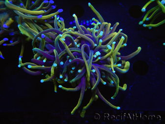 WYSIWYG RAH Euphyllia glabrescens (Elevage Recifathome) 16B2