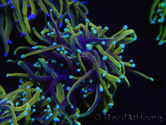 WYSIWYG RAH Euphyllia glabrescens (Elevage Recifathome) 16B3