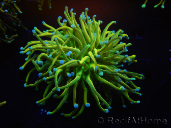 WYSIWYG RAH Euphyllia glabrescens (Cría Recifathome) 16C1