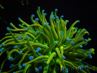 WYSIWYG RAH Euphyllia glabrescens (Elevage Recifathome) 16C1