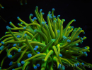 WYSIWYG RAH Euphyllia glabrescens (Elevage Recifathome) 16B4