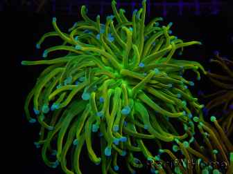 WYSIWYG RAH Euphyllia glabrescens (Cría Recifathome) 16C1