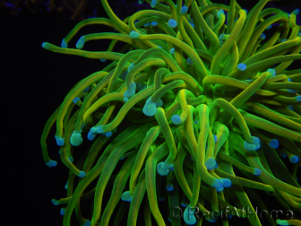 WYSIWYG RAH Euphyllia glabrescens (Elevage Recifathome) 16C1