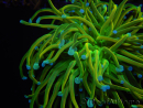 WYSIWYG RAH Euphyllia glabrescens (Cría Recifathome) 16C1