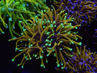 WYSIWYG RAH Euphyllia glabrescens (Cría Recifathome) 16C1