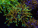 WYSIWYG RAH Euphyllia glabrescens (Elevage Recifathome) 16B6