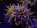 WYSIWYG RAH Euphyllia glabrescens (Cría Recifathome) 16C1