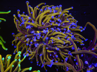 WYSIWYG RAH Euphyllia glabrescens (Elevage Recifathome) 16C2
