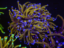 WYSIWYG RAH Euphyllia glabrescens (Cría Recifathome) 16C1