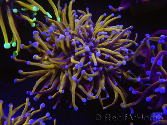 WYSIWYG RAH Euphyllia glabrescens (Elevage Recifathome) 16C3
