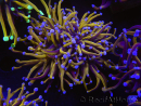 WYSIWYG RAH Euphyllia glabrescens (Allevamento Recifathome) 16C1