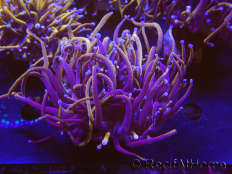 WYSIWYG RAH Euphyllia glabrescens (Elevage Recifathome) 16C1
