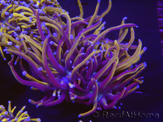 WYSIWYG RAH Euphyllia glabrescens (Elevage Recifathome) 16C5