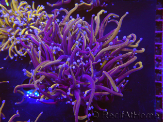 WYSIWYG RAH Euphyllia glabrescens (Allevamento Recifathome) 16C1