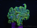 WYSIWYG RAH Euphyllia glabrescens (Allevamento Recifathome) 16C1