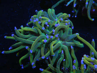 WYSIWYG RAH Euphyllia glabrescens (Allevamento Recifathome) 16C1