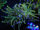 WYSIWYG RAH Euphyllia glabrescens (Cría Recifathome) 16C1
