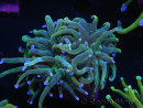 WYSIWYG RAH Euphyllia glabrescens (Allevamento Recifathome) 16C1