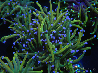 WYSIWYG RAH Euphyllia glabrescens (Elevage Recifathome) 16C1