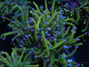 WYSIWYG RAH Euphyllia glabrescens (Cría Recifathome) 16C1