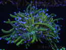 WYSIWYG RAH Euphyllia glabrescens (Recifathome Breeding) 16C1