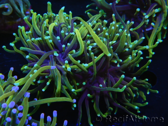 WYSIWYG RAH Euphyllia glabrescens (Elevage Recifathome) 16C1