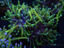 WYSIWYG RAH Euphyllia glabrescens (Elevage Recifathome) 16C1