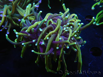 WYSIWYG RAH Euphyllia glabrescens (Elevage Recifathome) 16C1