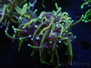 WYSIWYG RAH Euphyllia glabrescens (Cría Recifathome) 16C1