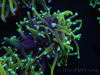 WYSIWYG RAH Euphyllia glabrescens (Elevage Recifathome) 16B3