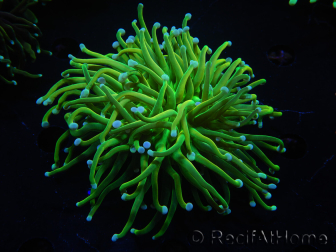 WYSIWYG RAH Euphyllia glabrescens (Elevage Recifathome) 16C1