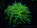 WYSIWYG RAH Euphyllia glabrescens (Elevage Recifathome) 16B4