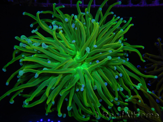 WYSIWYG RAH Euphyllia glabrescens (Recifathome Breeding) 16C1