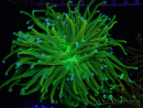 WYSIWYG RAH Euphyllia glabrescens (Elevage Recifathome) 16C1