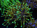 WYSIWYG RAH Euphyllia glabrescens (Elevage Recifathome) 16B6