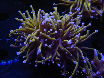 WYSIWYG RAH Euphyllia glabrescens (Elevage Recifathome) 16C1