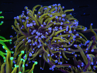 WYSIWYG RAH Euphyllia glabrescens (Allevamento Recifathome) 16C1