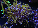 WYSIWYG RAH Euphyllia glabrescens (Allevamento Recifathome) 16C1