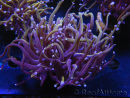 WYSIWYG RAH Euphyllia glabrescens (Cría Recifathome) 16C1