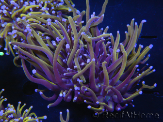 WYSIWYG RAH Euphyllia glabrescens (Allevamento Recifathome) 16C1