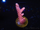 WYSIWYG RAH Acropora millepora Pink Panther 5J1