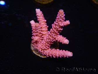 WYSIWYG RAH Acropora millepora Pink Panther 5J2