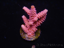 WYSIWYG RAH Acropora millepora Pink Panther 5P6