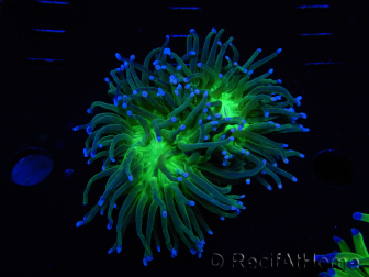 WYSIWYG RAH Euphyllia glabrescens (Cría Recifathome) 16C1